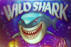 Wild Shark